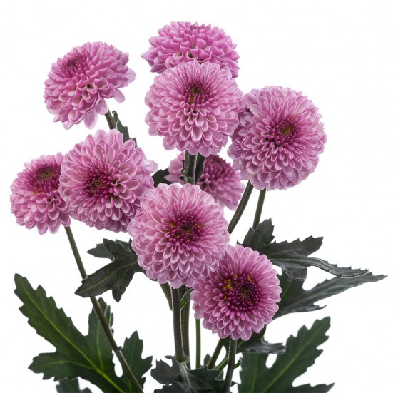 Lavender Button Pompon