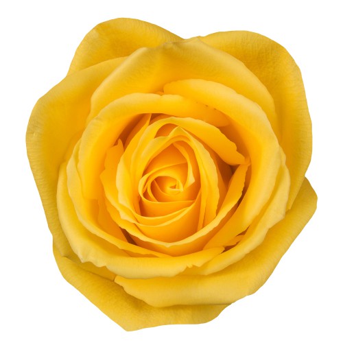 Mohana Rose Bunch