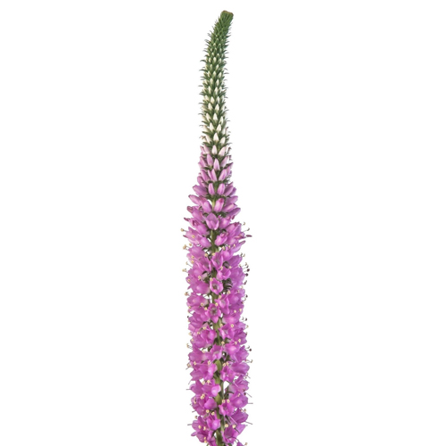 Pink Veronica Bunch