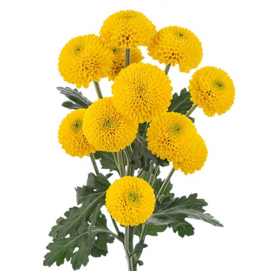 Yellow Button Pompon