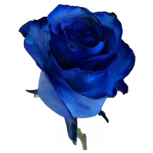 Tinted Blue Rose Bunch
