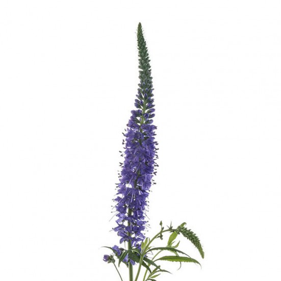 blue Veronica Bunch