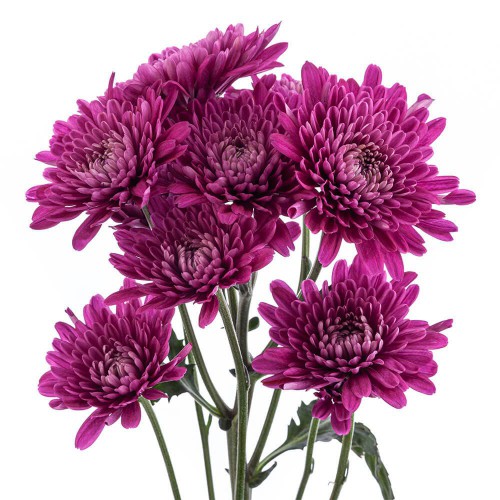 Purple Cushion Pompon