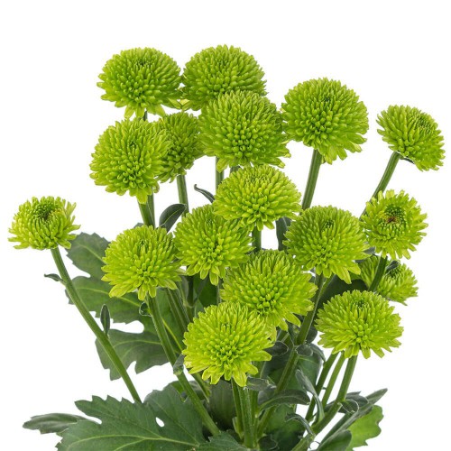 Green Button Pompon