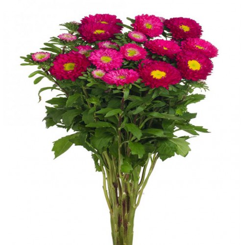 Hot Pink Matsumoto Aster
