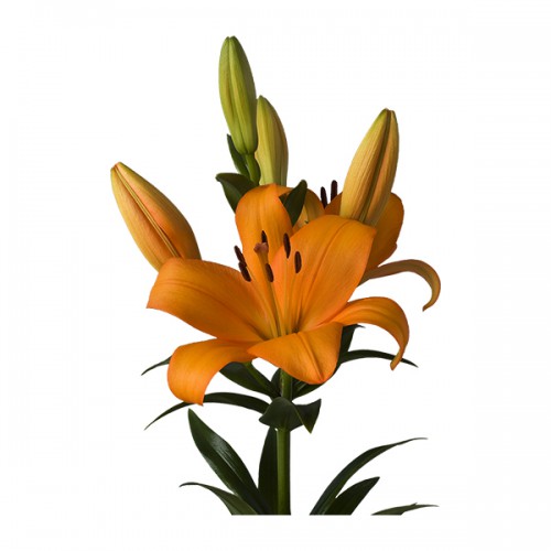 Orange LA Hybrid Lilys