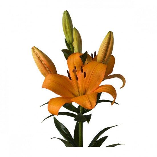 Orange LA Hybrid Lilys