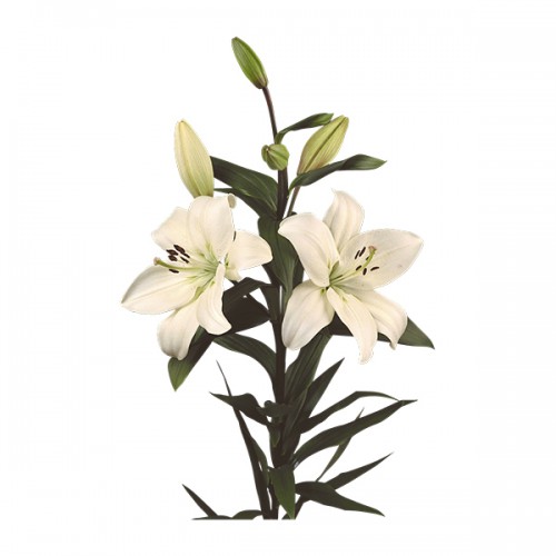White Asiatic Lilys 