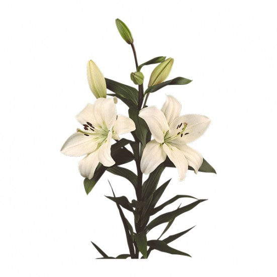 White Asiatic Lilys 