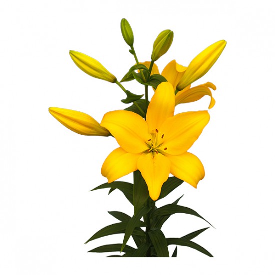 Yellow LA Hybrid Lilys