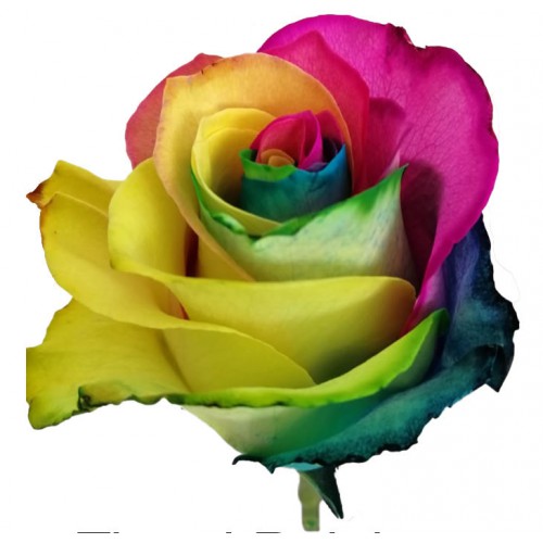 Tinted Rainbow Rose Bunch