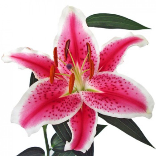 Stargazer Lilys