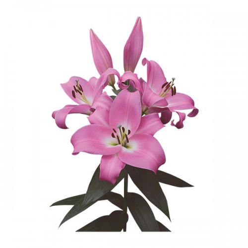 Tabledance Lilys