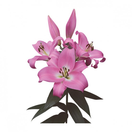Tabledance Lilys