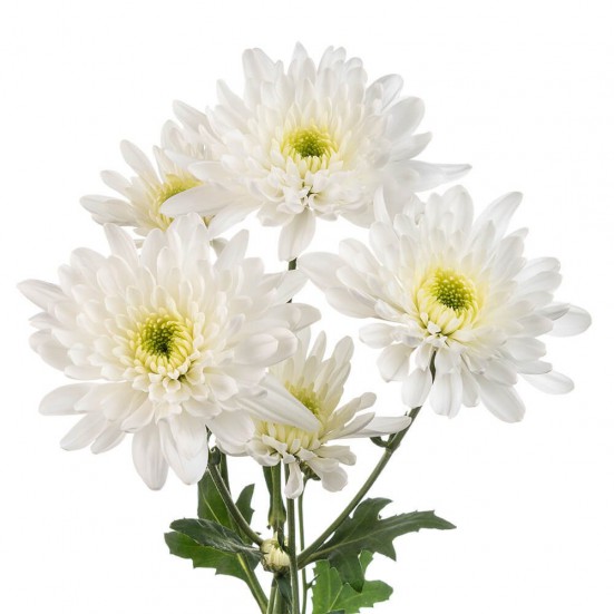 White Cushion Pompon