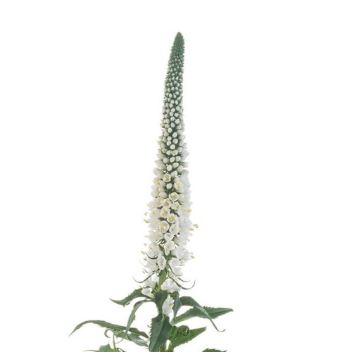 White Veronica Bunch