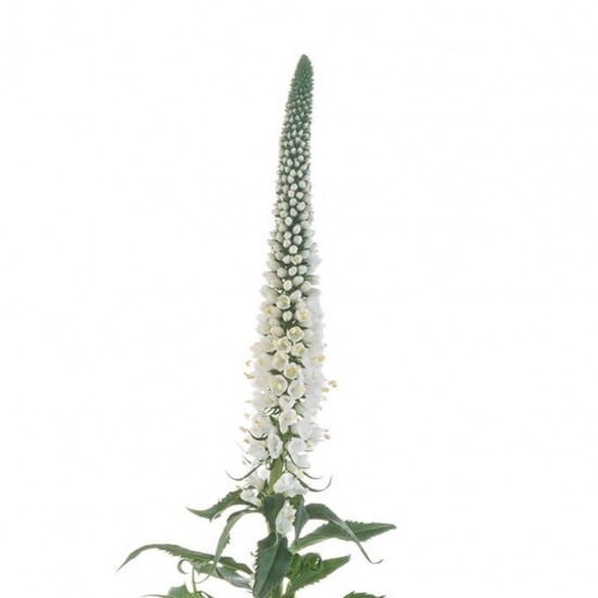 White Veronica Bunch