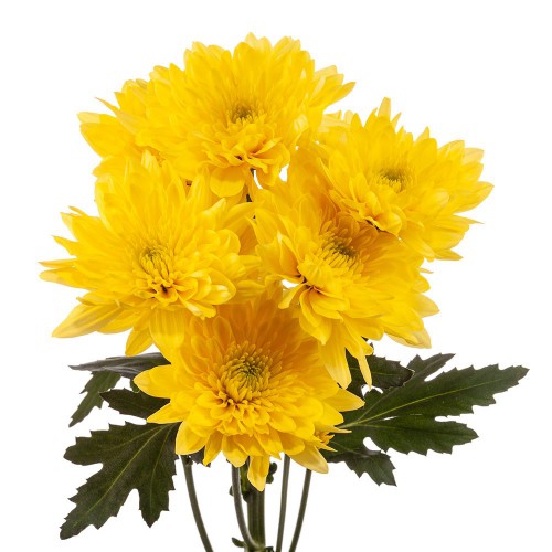 Yellow Cushion Pompon