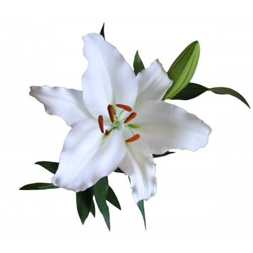 White Oriental Lilys